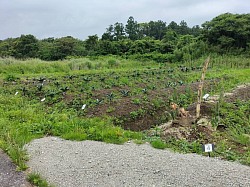 サボテンなどを育てている畑の定期除草作業